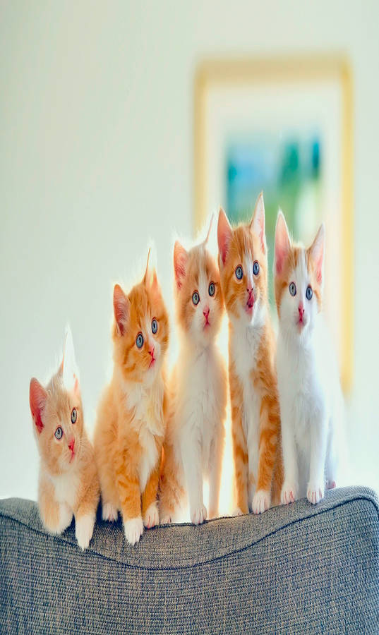 Ginger Cats Full Hd Phone Wallpaper