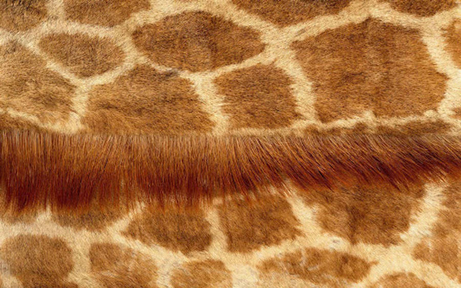 Giraffe Animal Fur Wallpaper