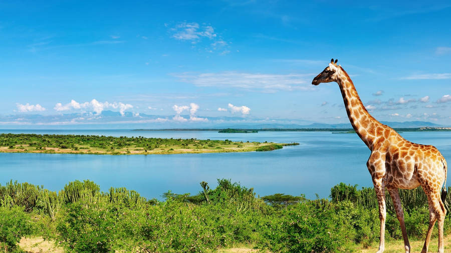 Giraffe On Top Of Land Mass Wallpaper