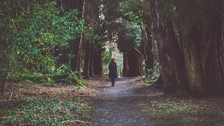 Girl Alone Enchanted Forest Wallpaper