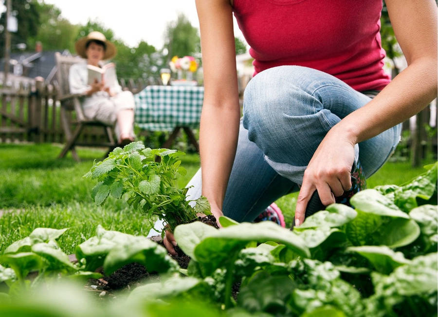 Girl Gardening Focus Photography Wallpaper