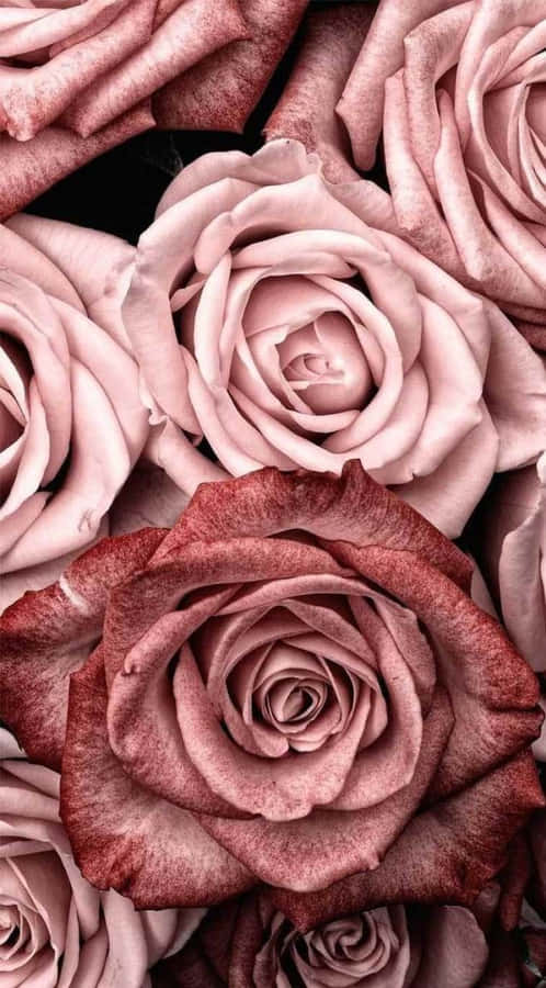 Girl Rose Gold Flowers Wallpaper