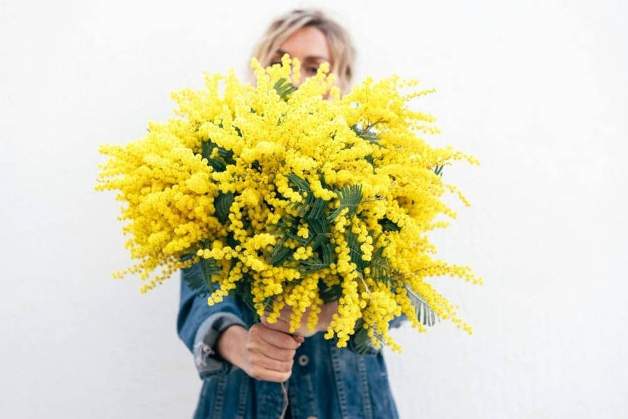 Girl With Mimosa Flowers Wallpaper