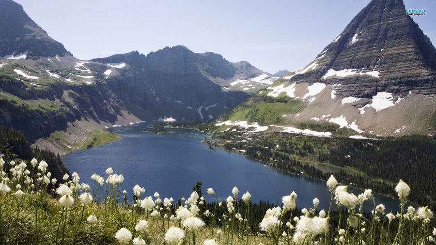 Glacier National Park Bear Grass Wallpaper