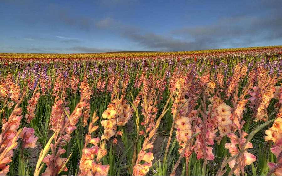 Gladiolus Flower Field Wallpaper