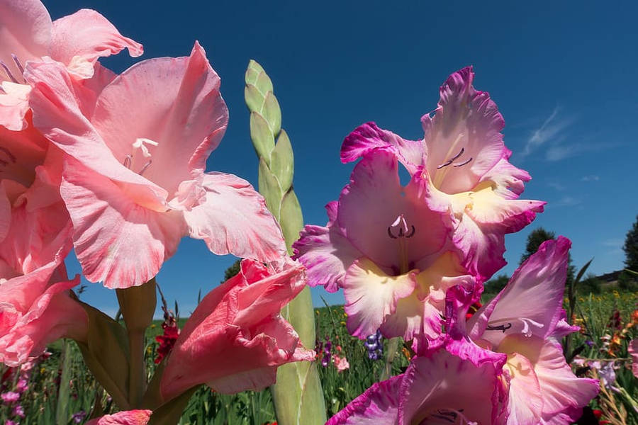 Gladiolus Flowers Under Sun Wallpaper