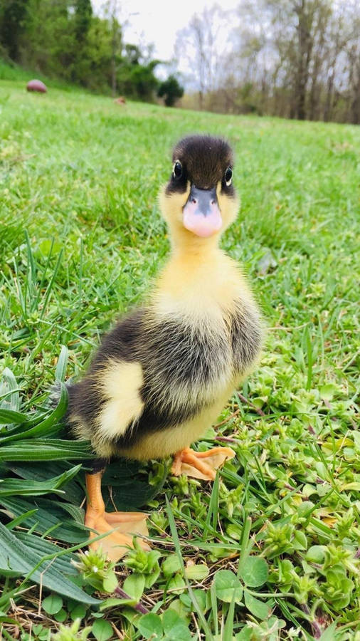 Glaring Baby Duck Wallpaper