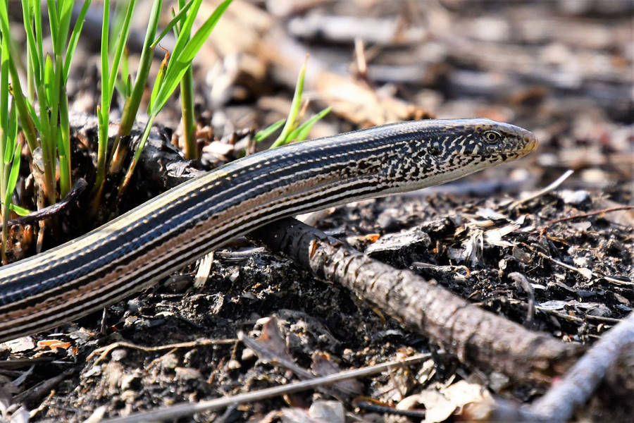 Glass Lizard Found In Wild Forest Wallpaper