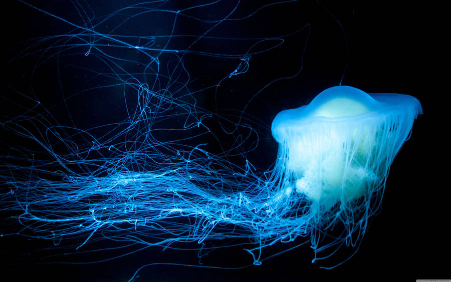 Glowing Blue Jellyfish Wallpaper