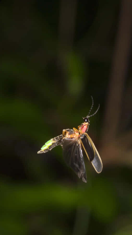 Glowing Fireflyin Flight Wallpaper