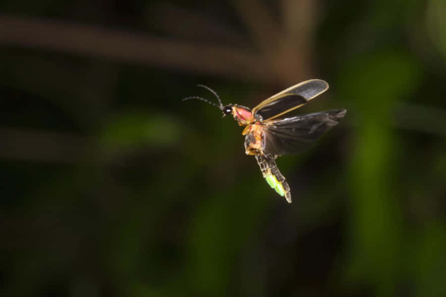 Glowing Fireflyin Flight Wallpaper