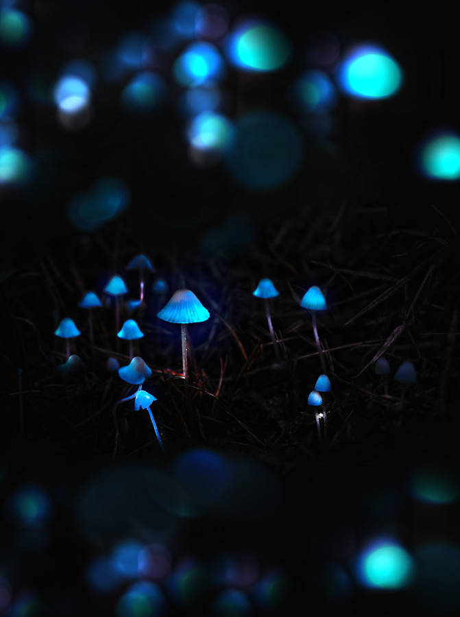 Glowing Mushroom In A Misty Forest Wallpaper