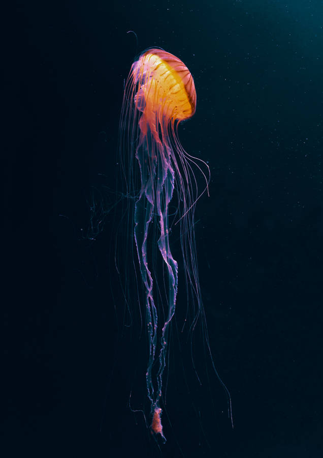 Glowing Underwater Creature Dark Anime Wallpaper