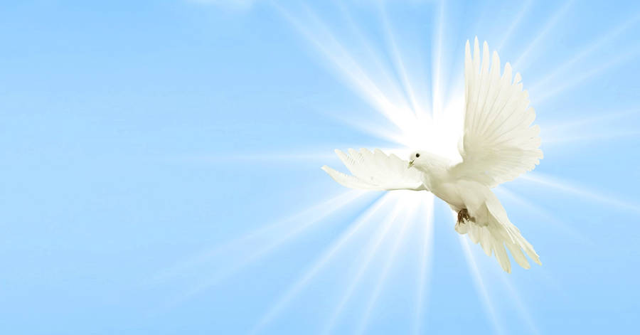 Glowing White Dove Wallpaper