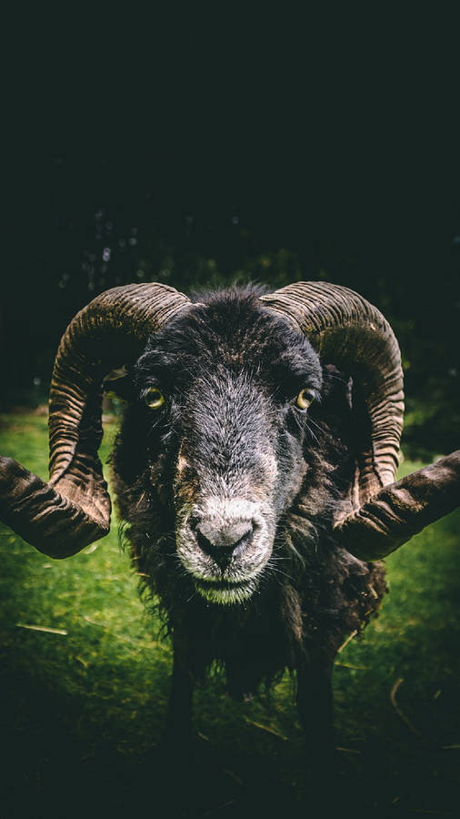 Goat With Curly Horn Wallpaper