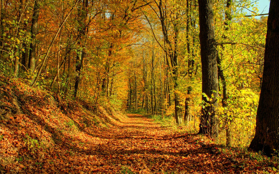 Gold October Forest Road Wallpaper