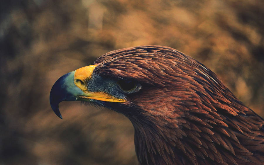 Golden Aguila Head With Brown Feathers Wallpaper