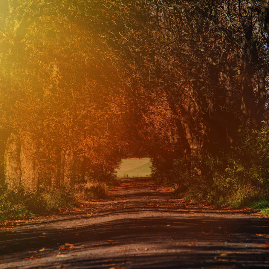 Golden Autumn Road Wallpaper
