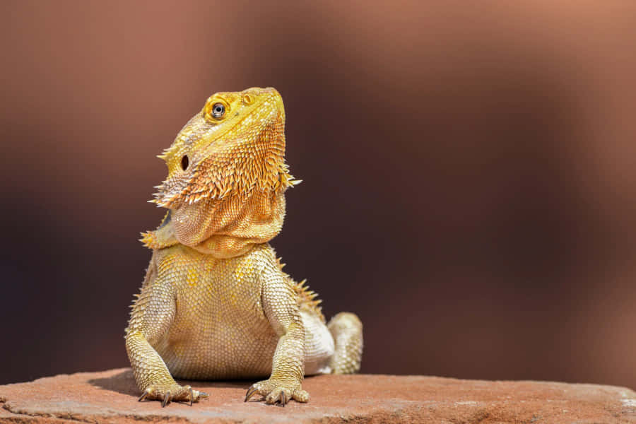 Golden Bearded Dragon Portrait Wallpaper