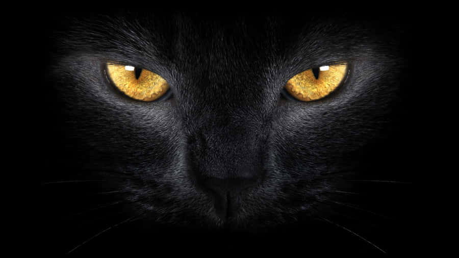 Golden Cat Eyes Black Wallpaper