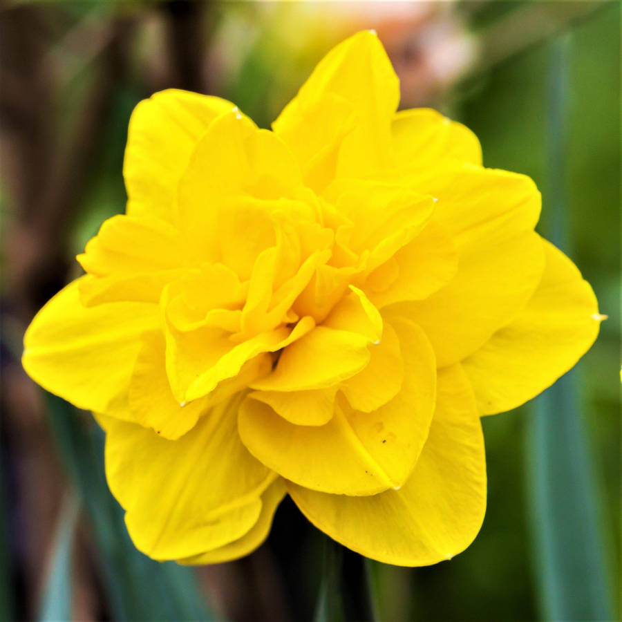 Golden Ducat Narcissus Flower In Full Bloom Wallpaper