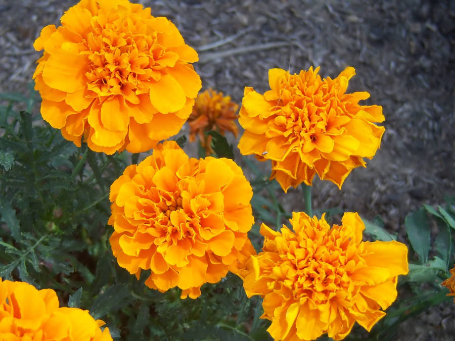 Golden Marigold Flowers Wallpaper