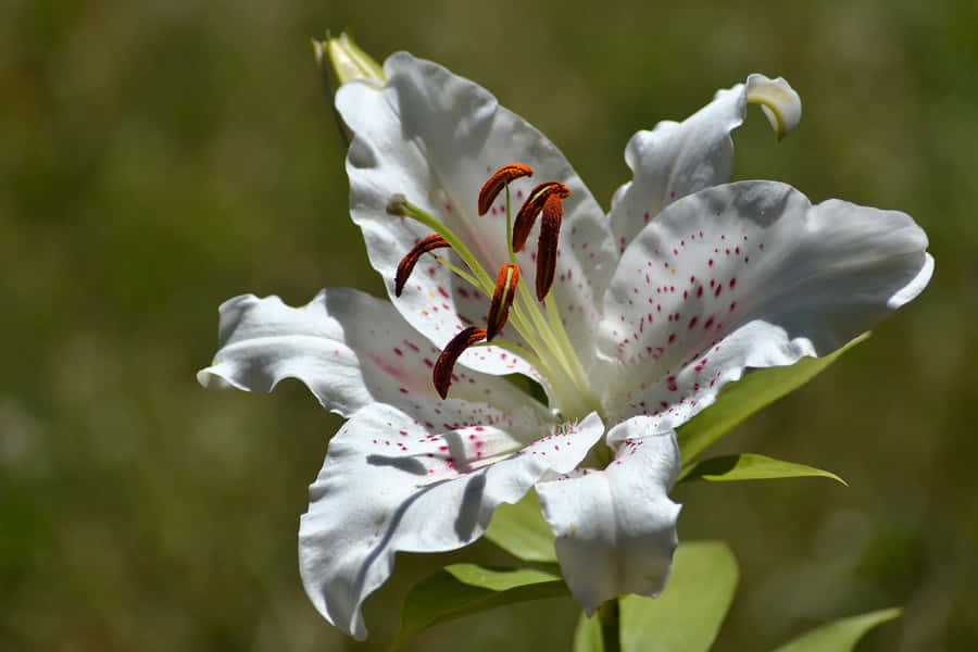 Golden-rayed Lily Flower Wallpaper