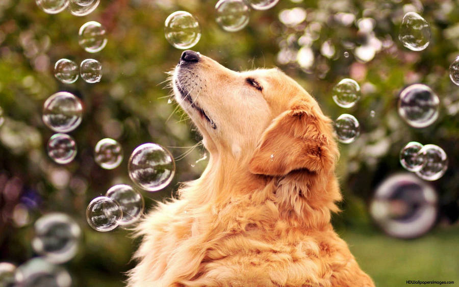 Golden Retriever Admiring Bubbles Wallpaper