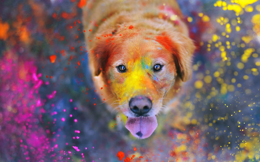 Golden Retriever Celebrating Happy Holi Hd Wallpaper