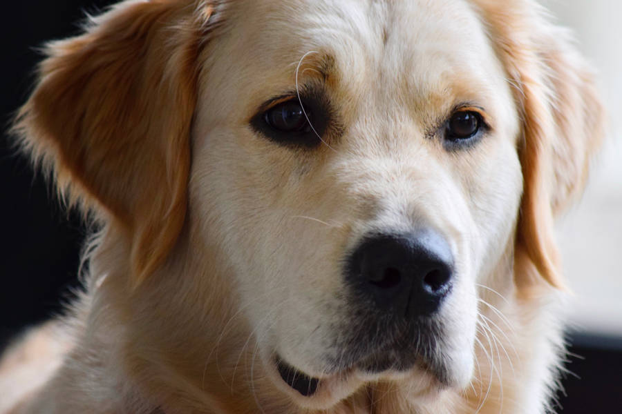 Golden Retriever Dog Close-up Wallpaper