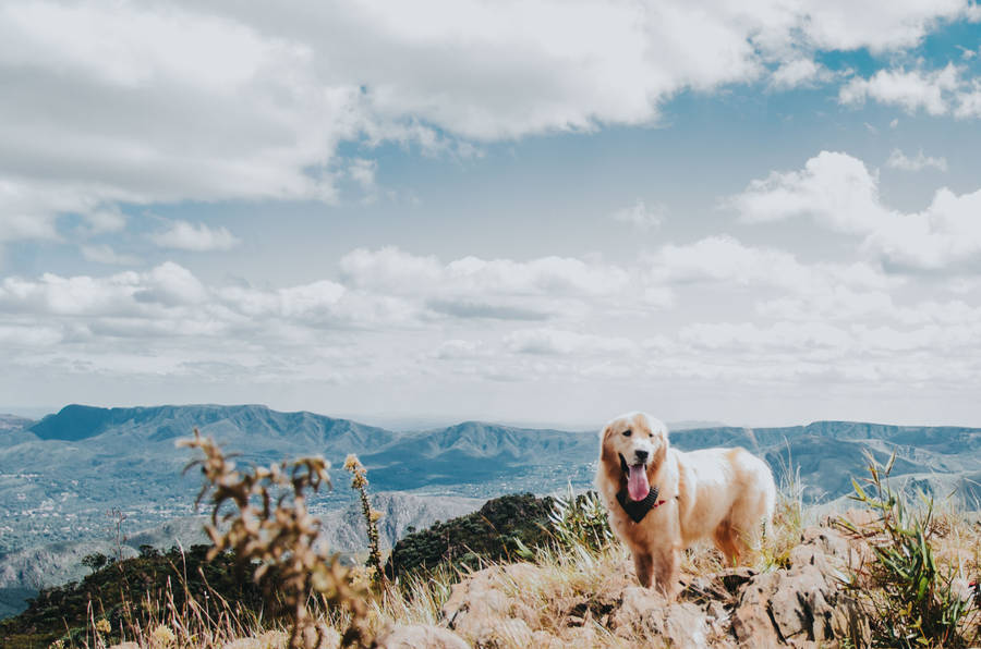 Golden Retriever Dog Mountain Top Wallpaper