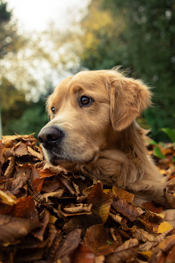 Golden Retriever Fall Leaves Wallpaper