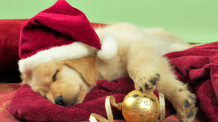 Golden Retriever Puppy Christmas Wallpaper