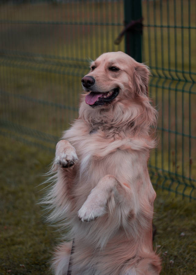 Golden Retriever Standing Near Fence Wallpaper