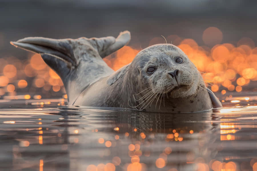 Golden Sunset Seal Swimming Wallpaper