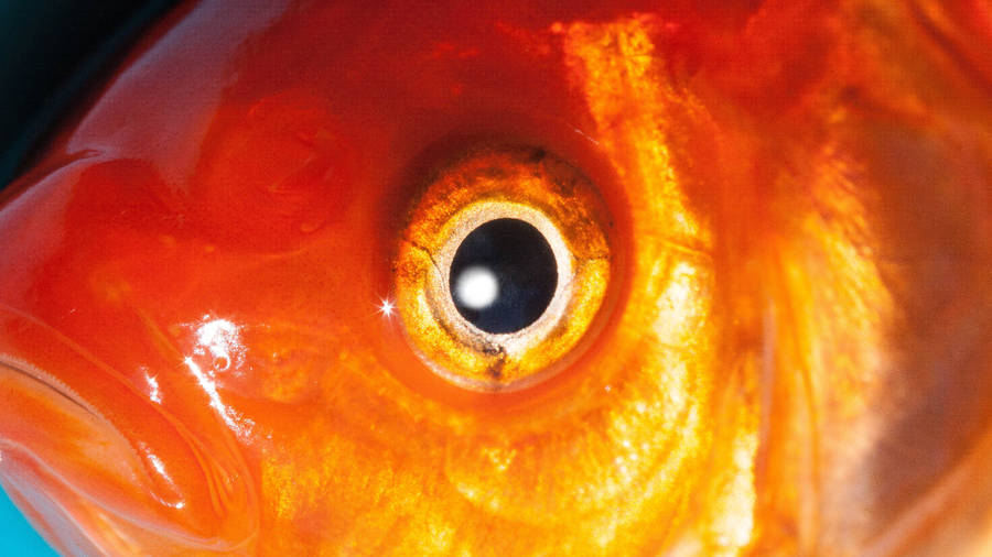 Goldfish Round Eyes Wallpaper