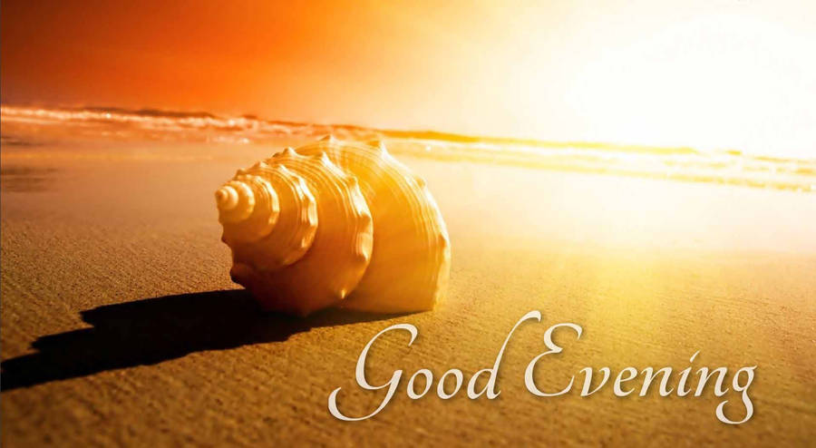 Good Evening Shell Wallpaper