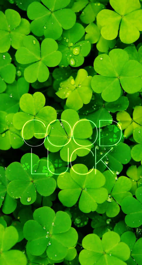 Good Luck Clover Background Wallpaper