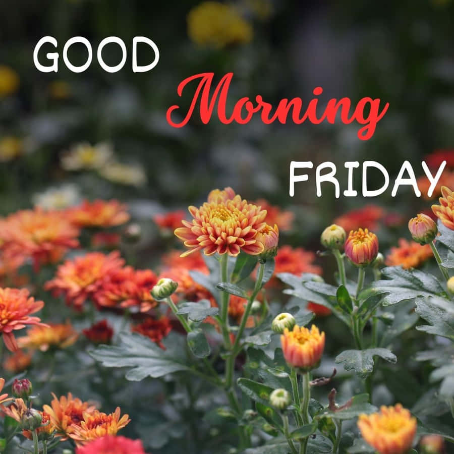 Good Morning Friday Floral Greeting Wallpaper