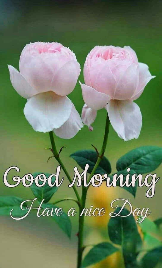 Good Morning Friday Roses Wallpaper