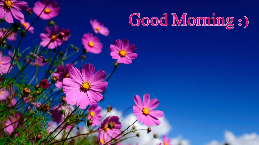 Good Morning Hd Wallpaper Wallpaper