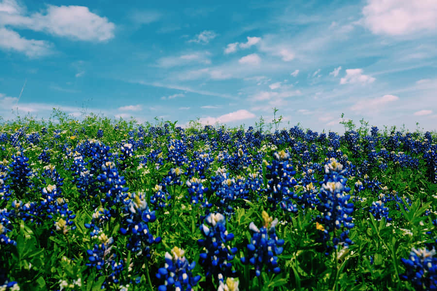 Google Pixel In Bloom Collection Bluebonnet Field Wallpaper