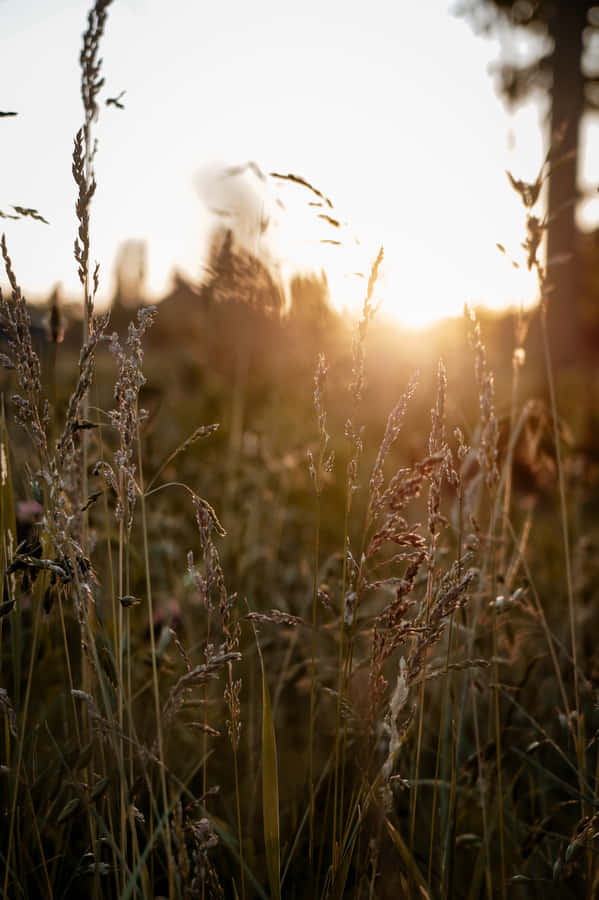 Google Pixel In Bloom Collection Grass Field Wallpaper