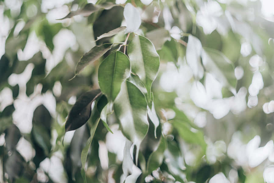 Google Pixel In Bloom Collection Leaves On Branch Wallpaper