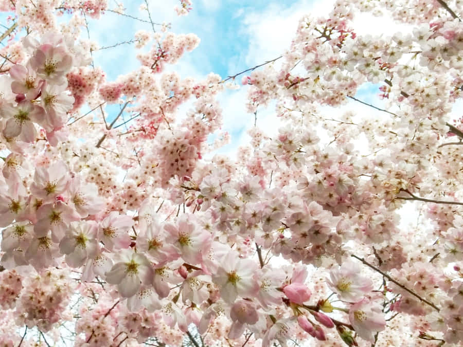 Google Pixel In Bloom Collection Pink Cherry Blossoms Wallpaper