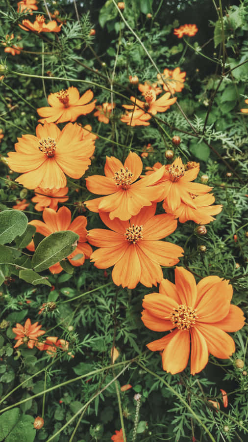 Google Pixel In Bloom Collection Vintage Orange Flowers Wallpaper