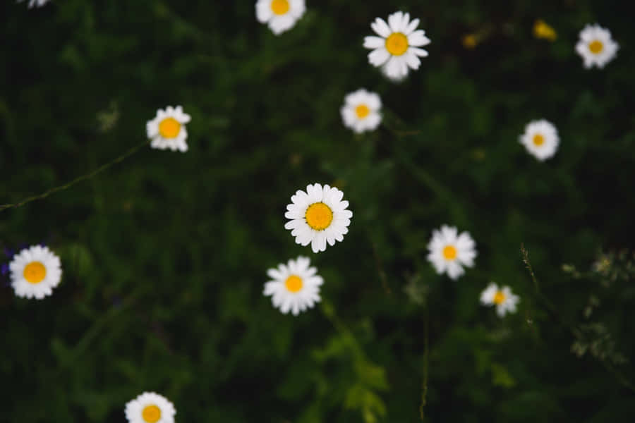 Google Pixel In Bloom Collection White Daisies Wallpaper