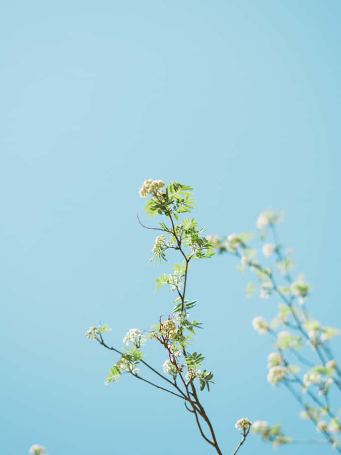 Google Pixel In Bloom Collection White Flowers Wallpaper