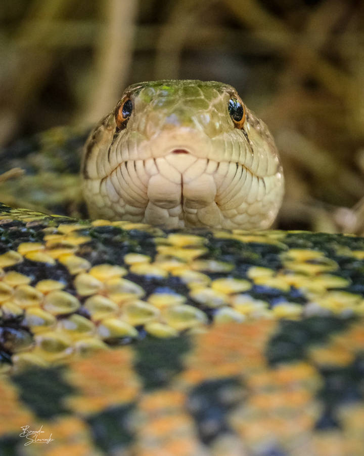 Gopher Snake Black And Brown Scales Wallpaper