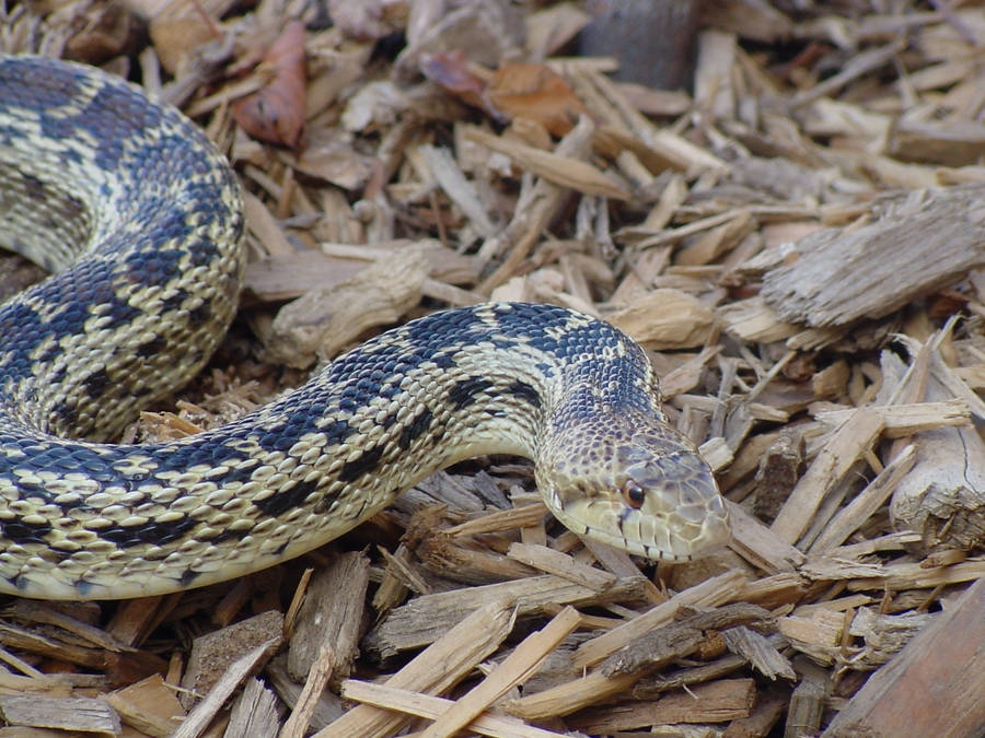 Gopher Snake On A Forest Floor Wallpaper